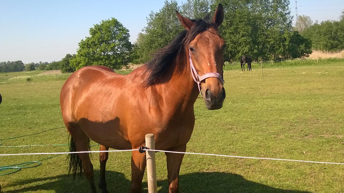 Fuldblod (XX) Lady Dominique<3<3<3<3 Solgt billede 1