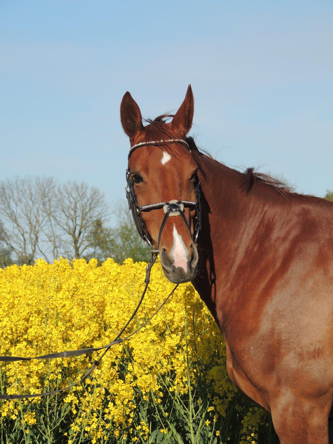 Oldenborg Omega Alstrup billede 3