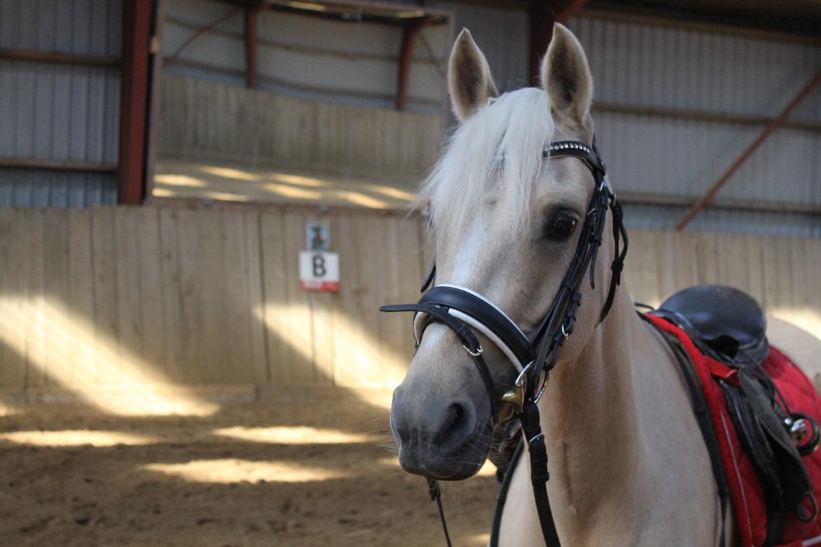 DSP Attention - Smukkeste<3 billede 15