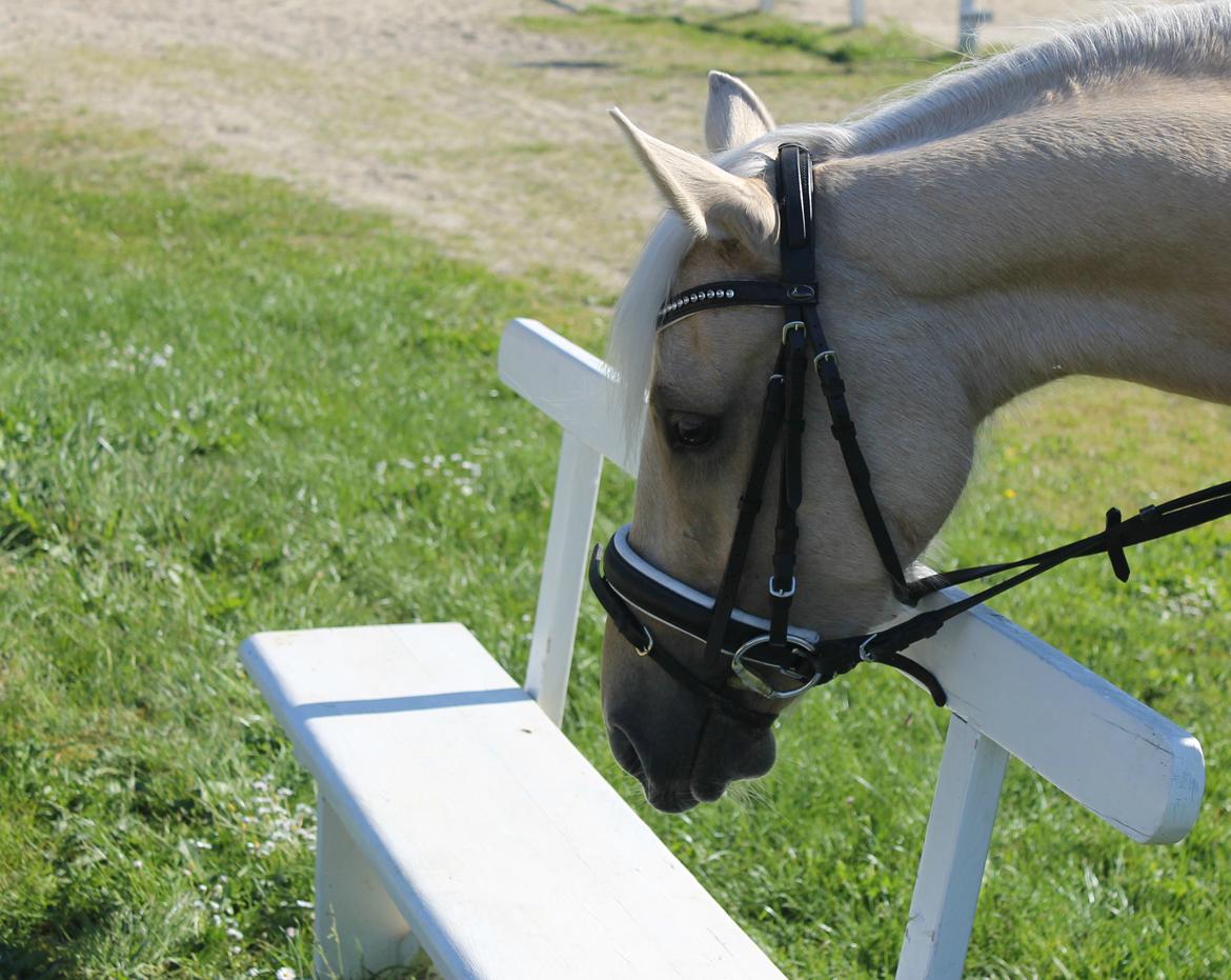 DSP Attention billede 13