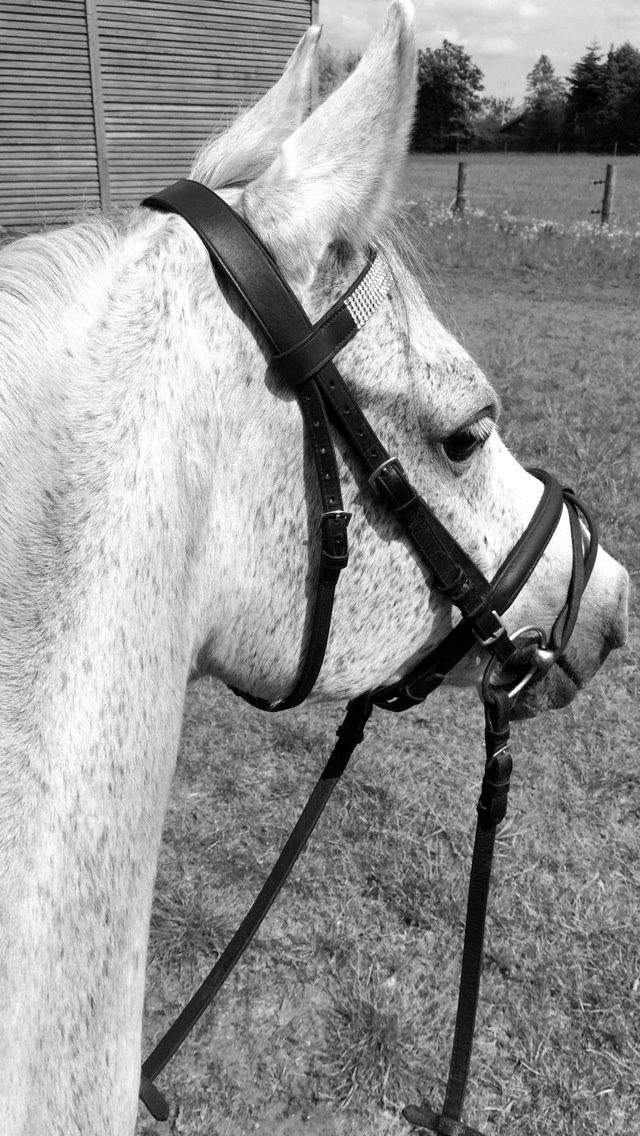 Arabisk fuldblod (OX) Diya Al Din billede 15