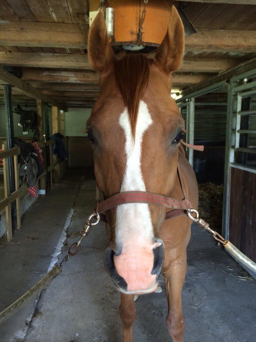 Arabisk fuldblod (OX) Mirtan billede 18