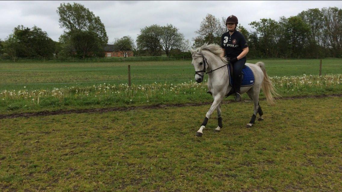 Arabisk fuldblod (OX) Diya Al Din billede 4