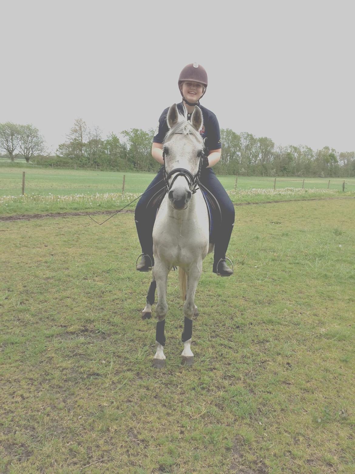 Arabisk fuldblod (OX) Diya Al Din billede 18