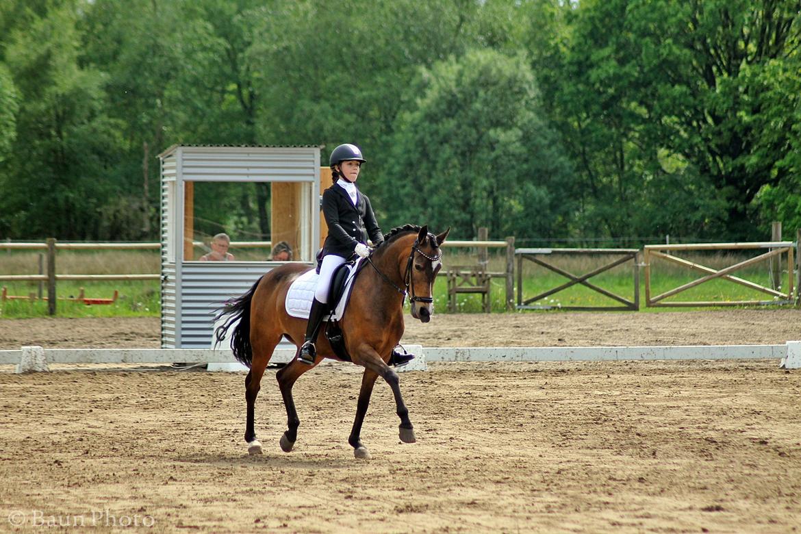 New Forest Orchid's Sheila B-pony billede 2