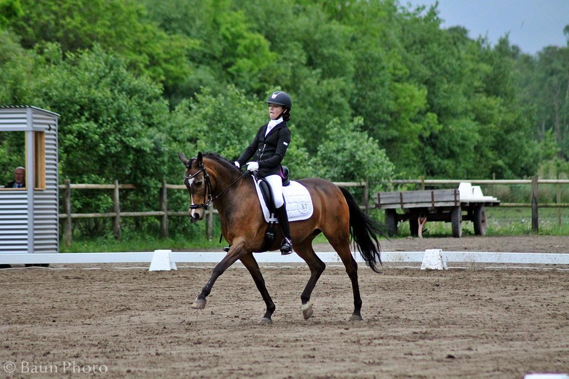 New Forest Orchid's Sheila B-pony billede 11