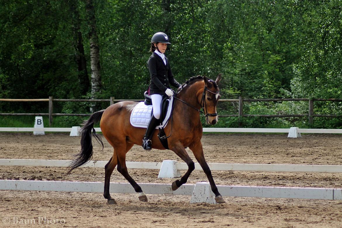 New Forest Orchid's Sheila B-pony billede 17