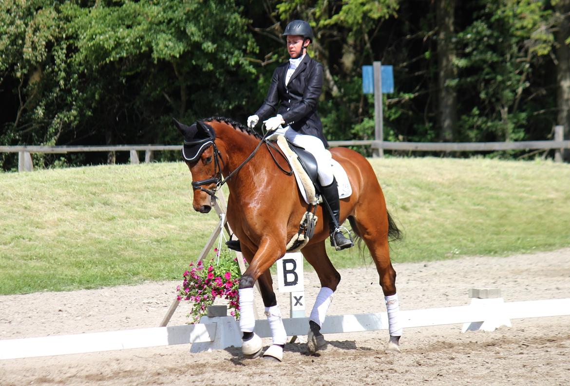 Dansk Varmblod Parino Macal billede 1