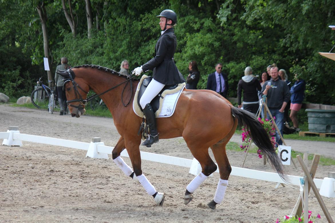 Dansk Varmblod Parino Macal billede 12