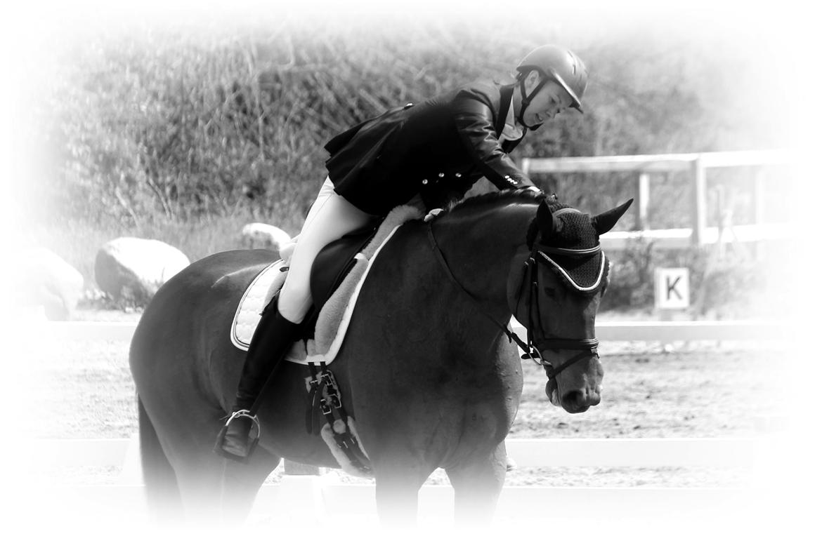 Dansk Varmblod Parino Macal billede 13