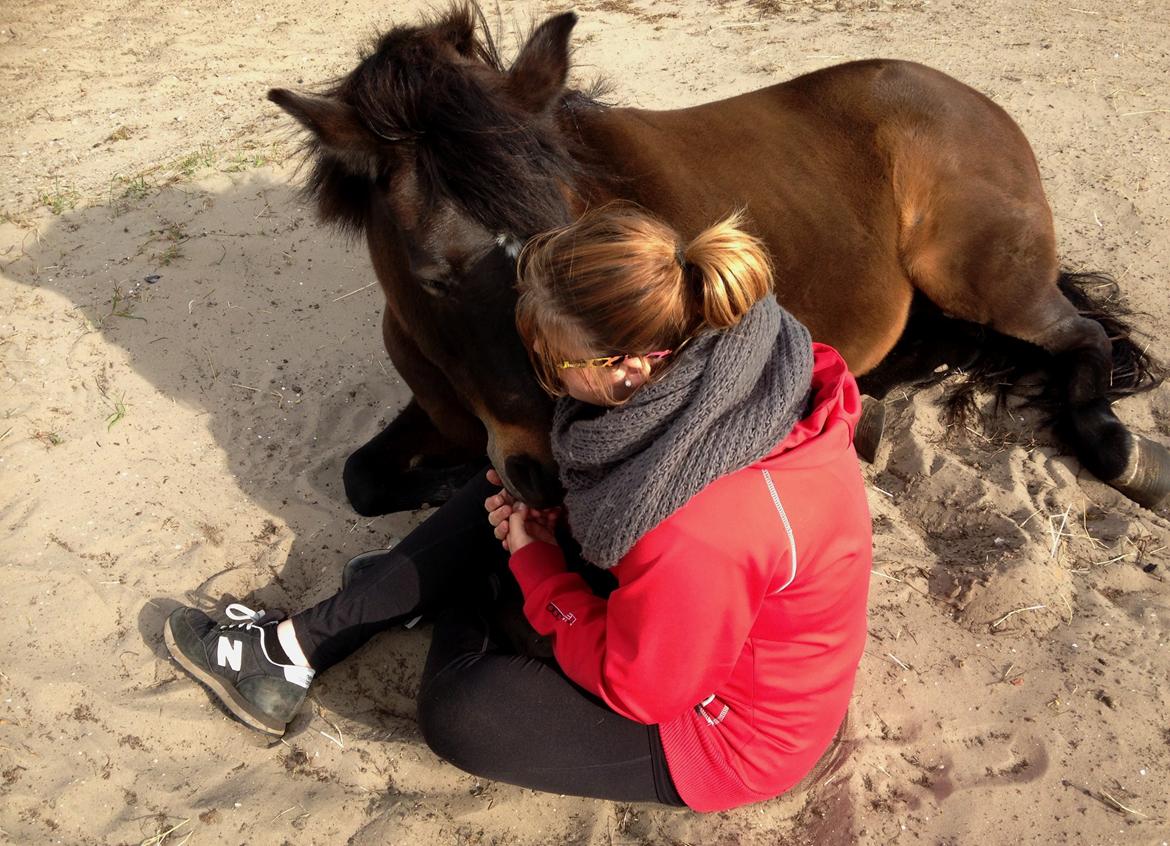 New Forest Sandagers Sir Giant // Sputnik billede 17