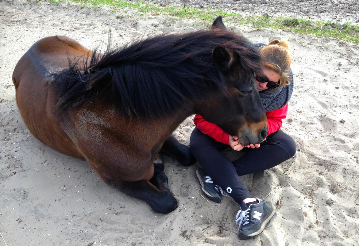 New Forest Sandagers Sir Giant // Sputnik billede 5