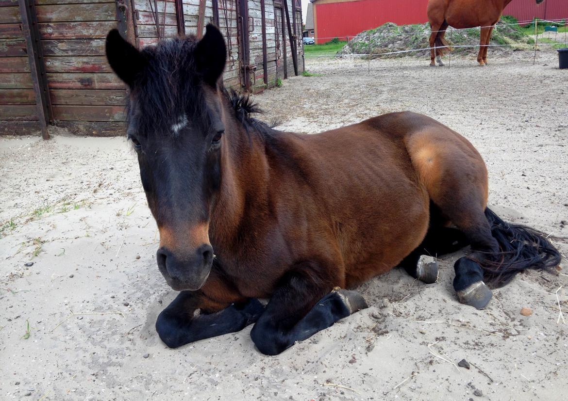 New Forest Sandagers Sir Giant // Sputnik billede 1