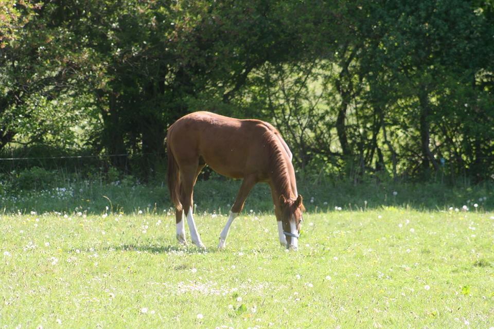 Dansk Varmblod Touch-Me Landlyst billede 1