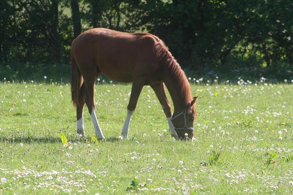 Dansk Varmblod Touch-Me Landlyst billede 2