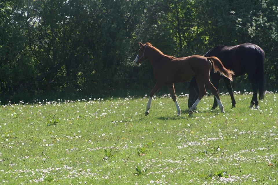 Dansk Varmblod Touch-Me Landlyst billede 3