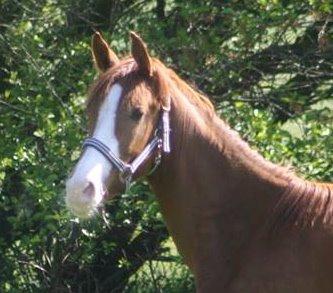 Dansk Varmblod Touch-Me Landlyst billede 4