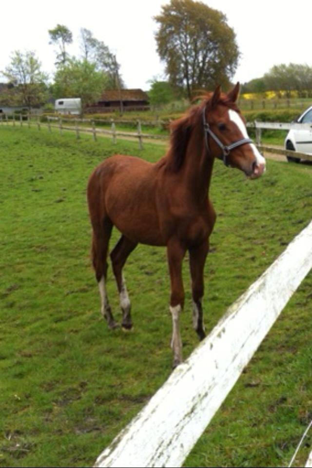 Dansk Varmblod Touch-Me Landlyst billede 6