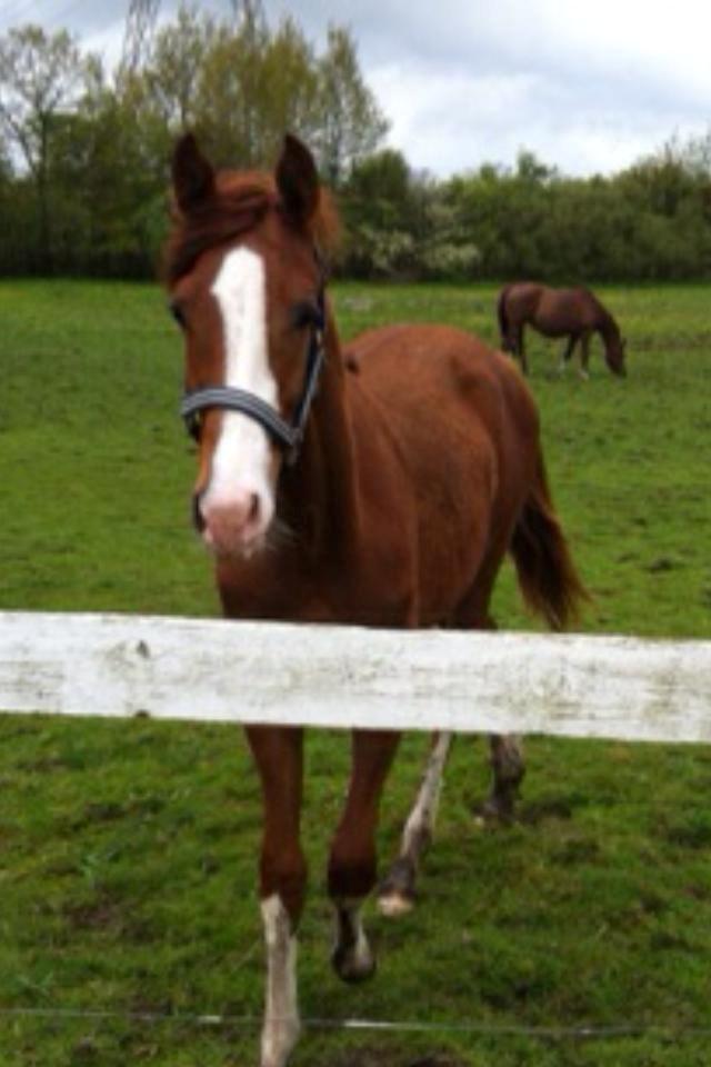 Dansk Varmblod Touch-Me Landlyst billede 5