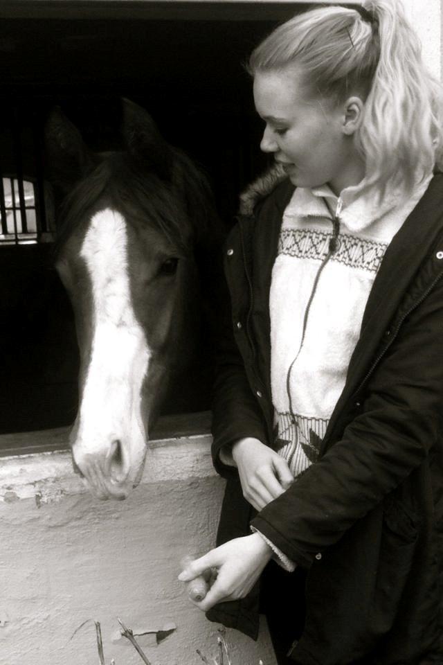 Dansk Varmblod Touch-Me Landlyst billede 7