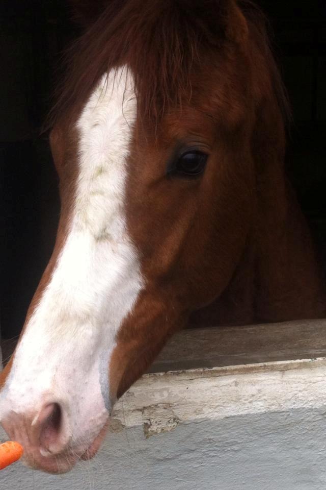 Dansk Varmblod Touch-Me Landlyst billede 8