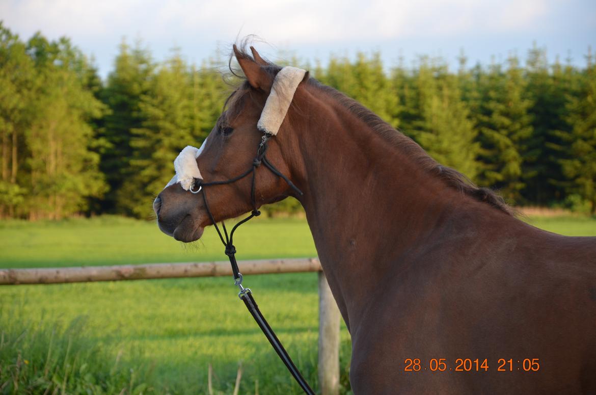 DSP Team Vesterskov's Chilli billede 5