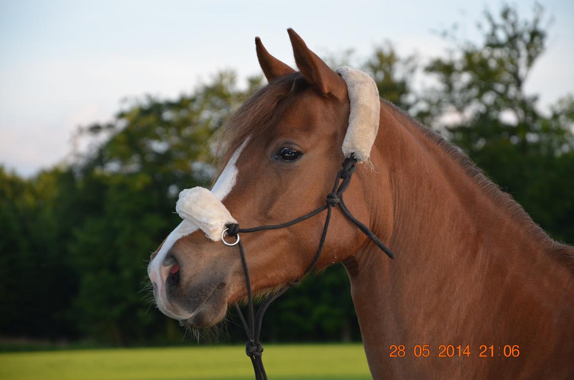 DSP Team Vesterskov's Chilli billede 7