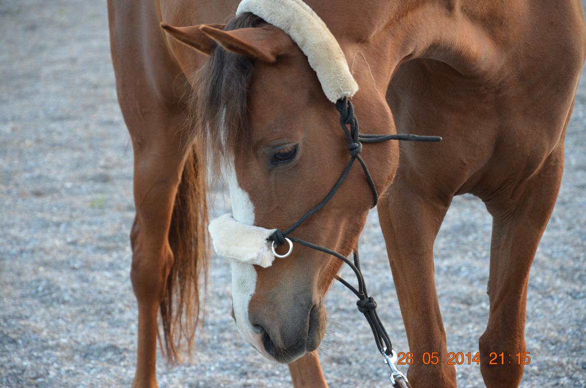 DSP Team Vesterskov's Chilli billede 6