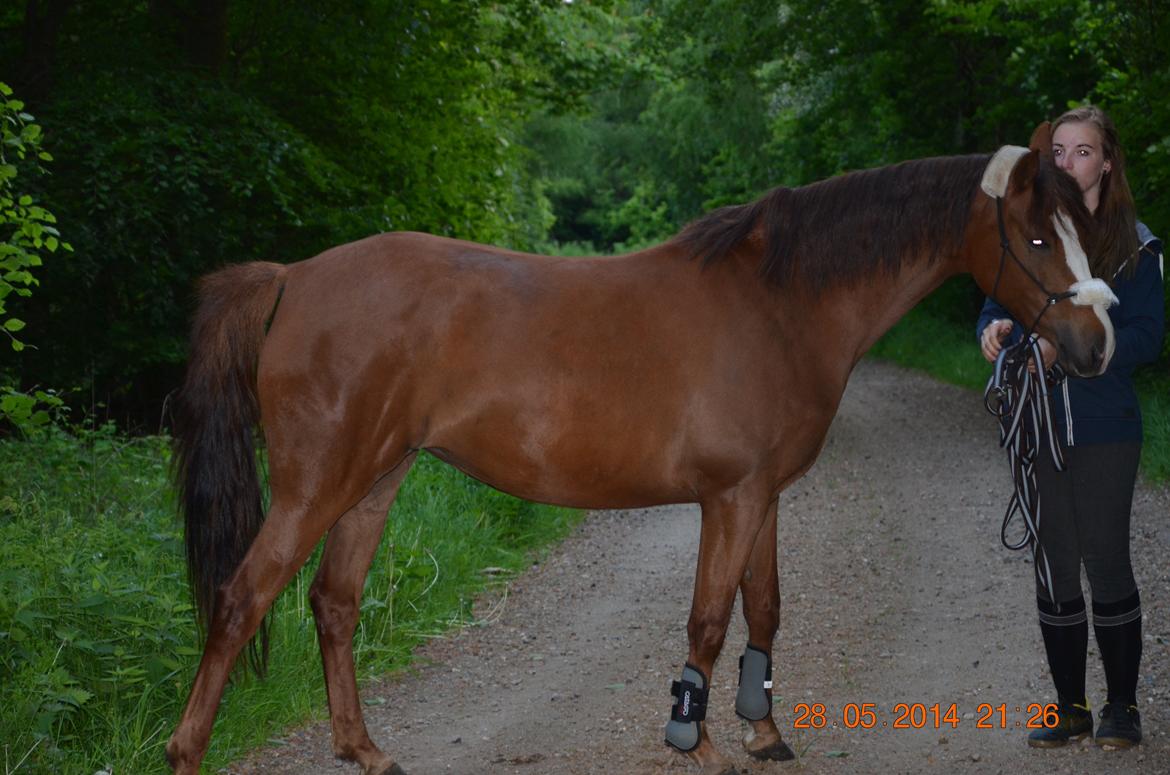 DSP Team Vesterskov's Chilli billede 3