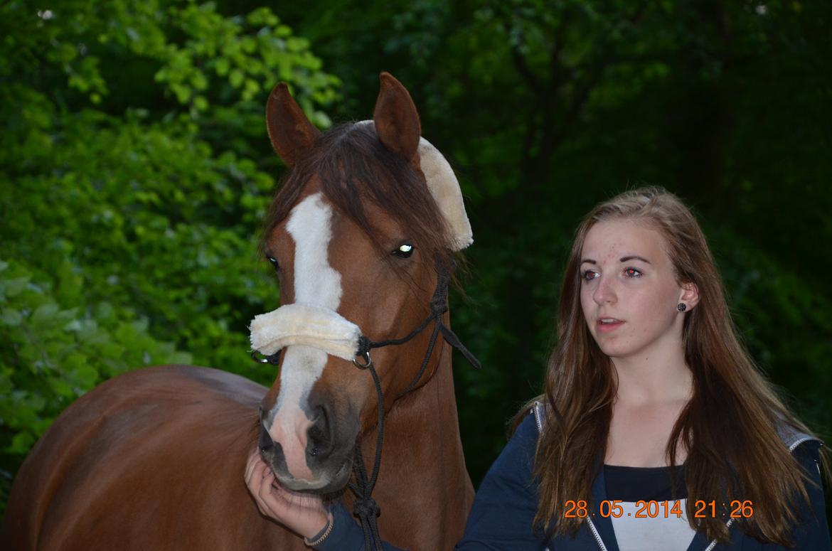 DSP Team Vesterskov's Chilli billede 2