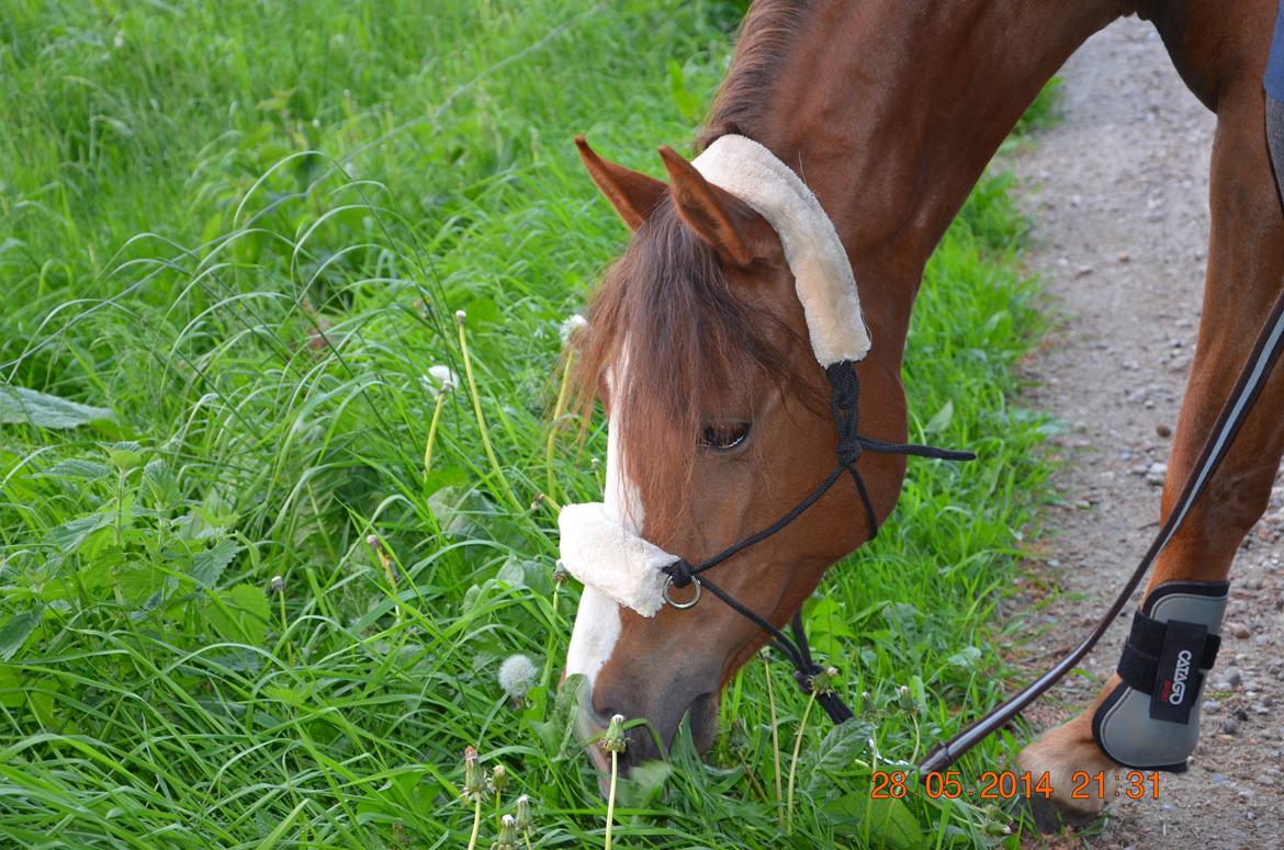 DSP Team Vesterskov's Chilli billede 4