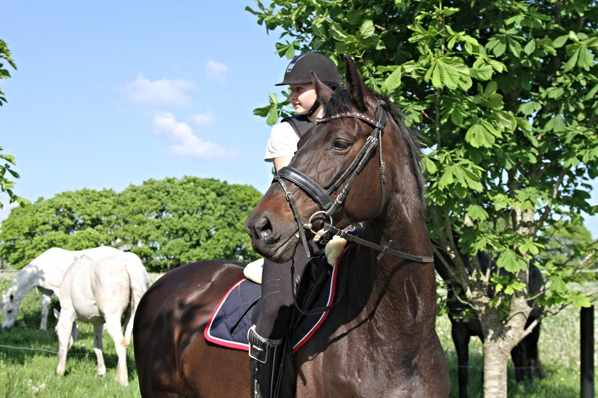 Dansk Varmblod Danglo's Omega - 25-05-14 Foto: Rebecca Nielsen billede 19