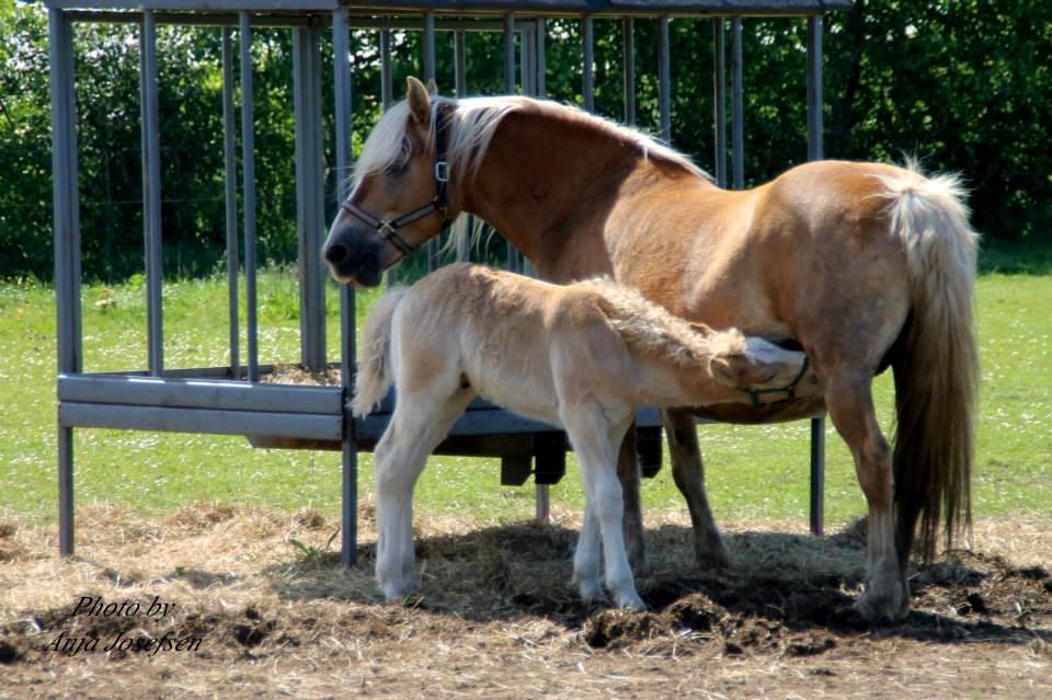 Haflinger Viola (Musse) givet væk billede 15