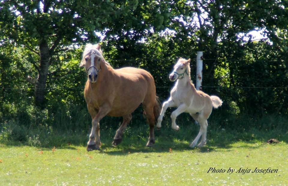 Haflinger Viola (Musse) givet væk billede 17