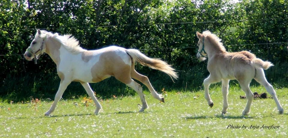 Haflinger Banditten *solgt* billede 15