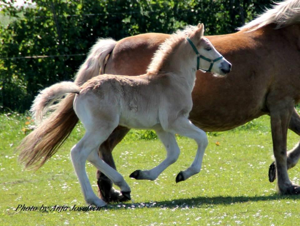 Haflinger Banditten *solgt* billede 18