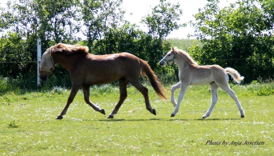 Haflinger Banditten *solgt* billede 19