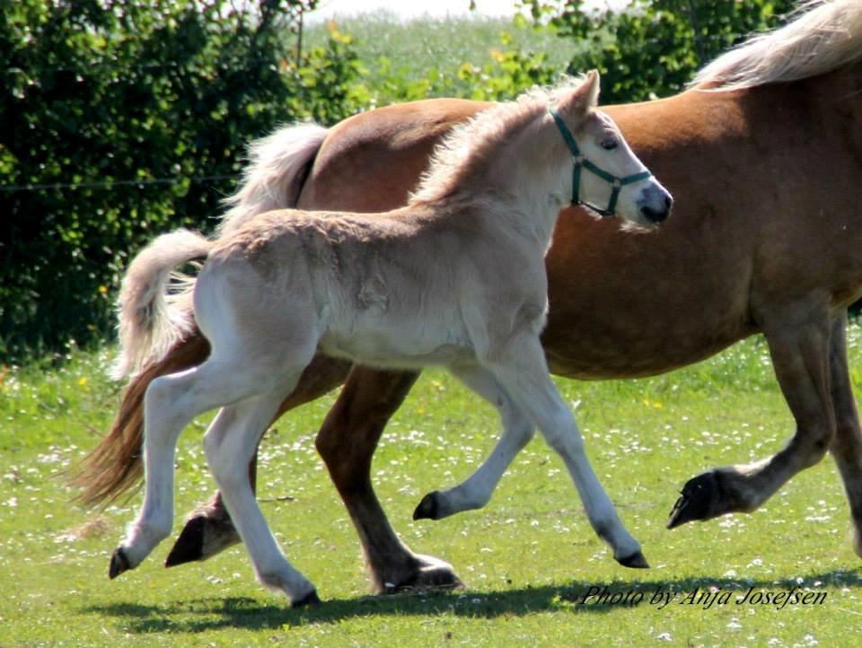 Haflinger Banditten *solgt* billede 16