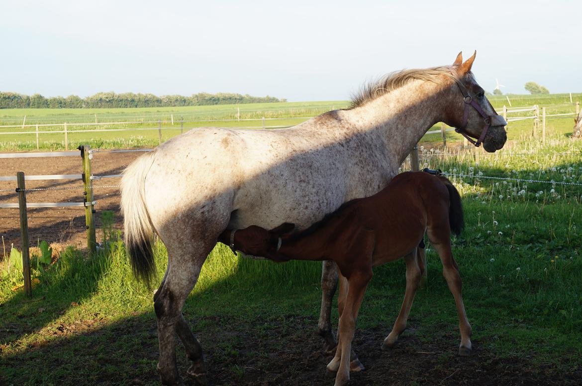 Anden særlig race Nautrup´s Kasmir - nu blev han altså sulten billede 3