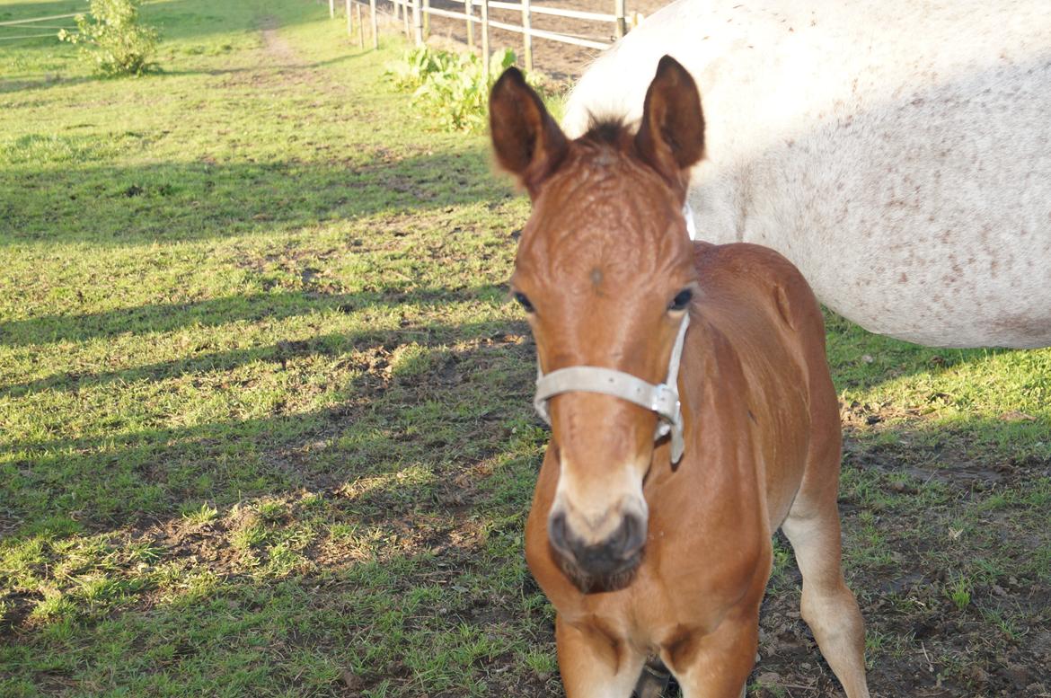 Anden særlig race Nautrup´s Kasmir - sååååå nuttet billede 4