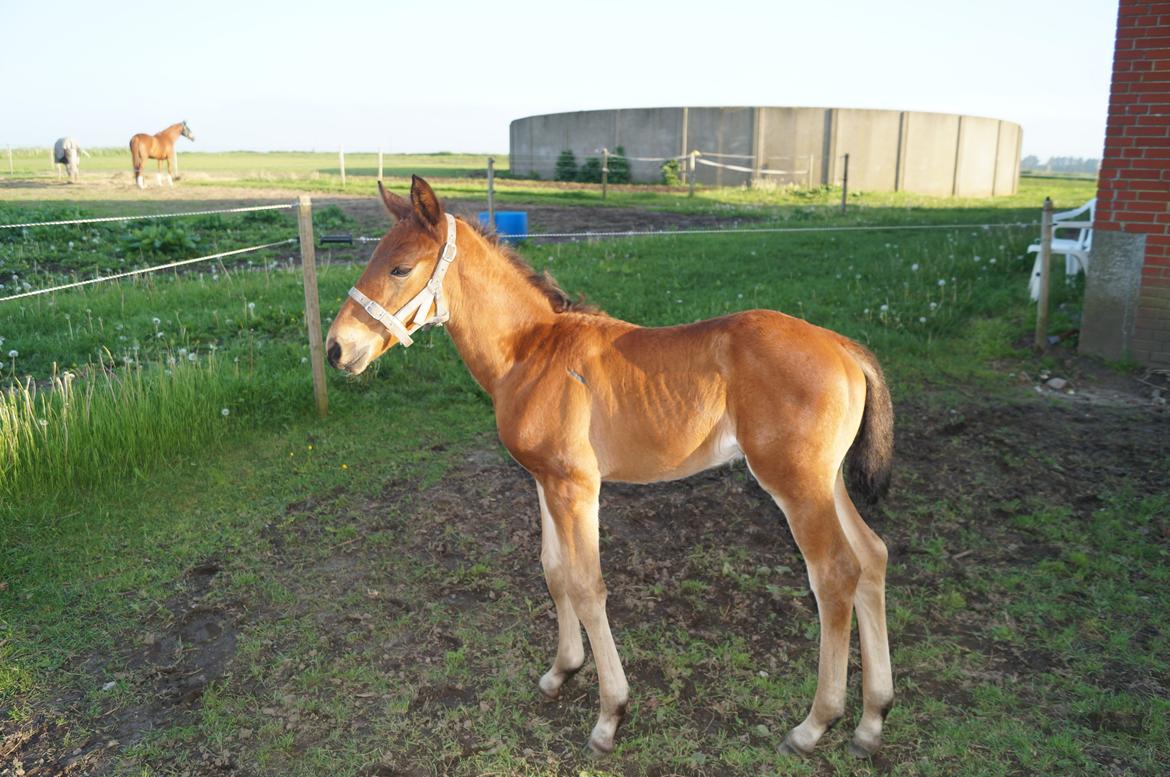Anden særlig race Nautrup´s Kasmir - flotte dreng billede 5