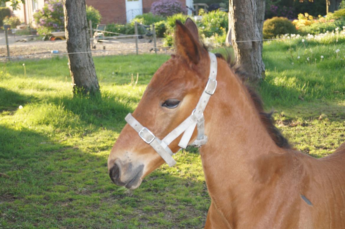 Anden særlig race Nautrup´s Kasmir - jeg elsker bare den hest billede 6
