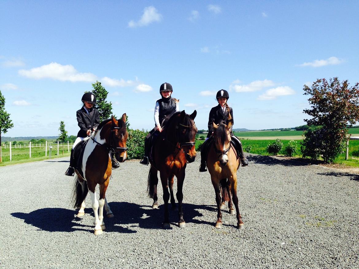 Anden særlig race Damgårds Maggie billede 20