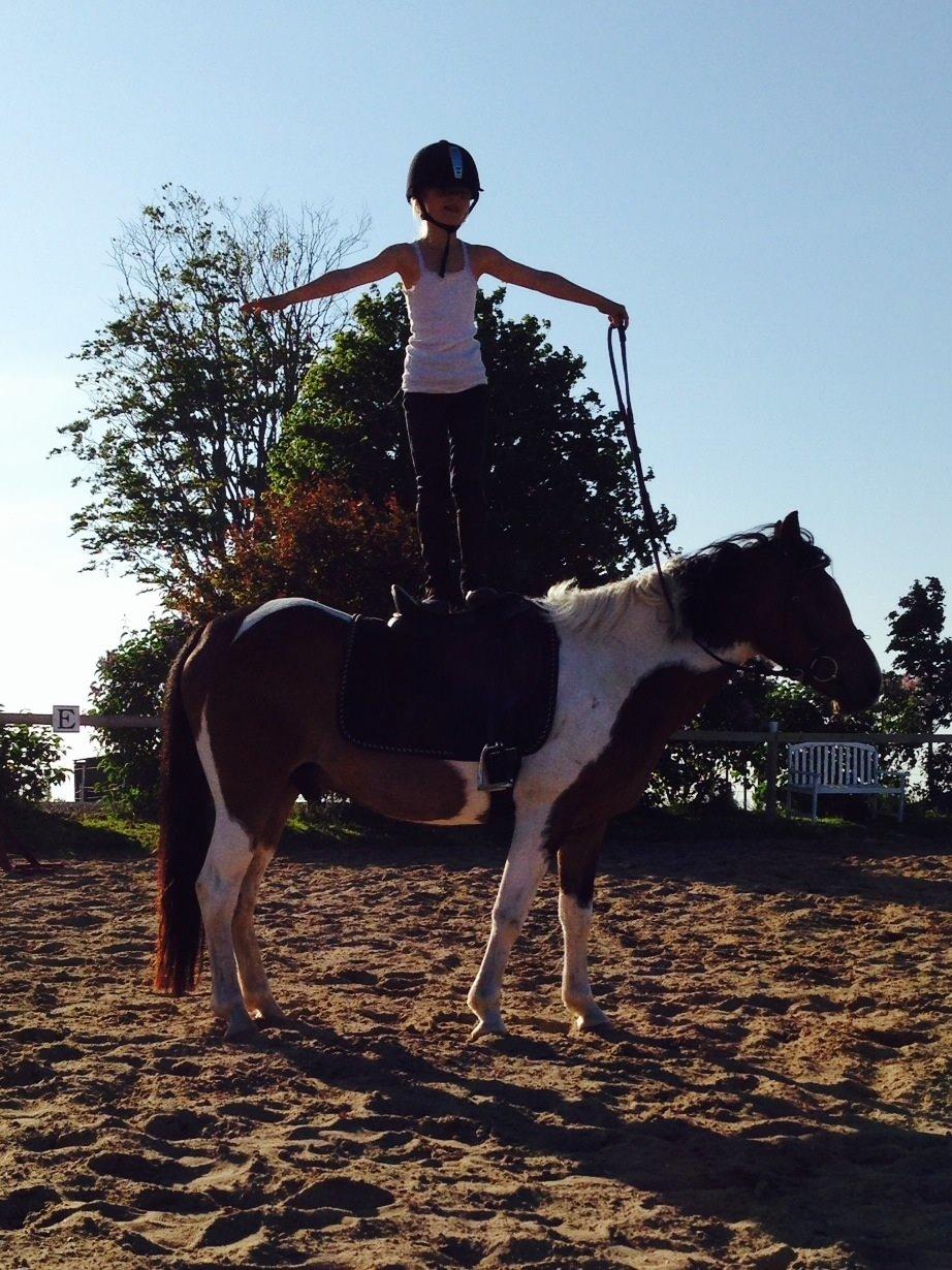 Anden særlig race Armani  billede 11