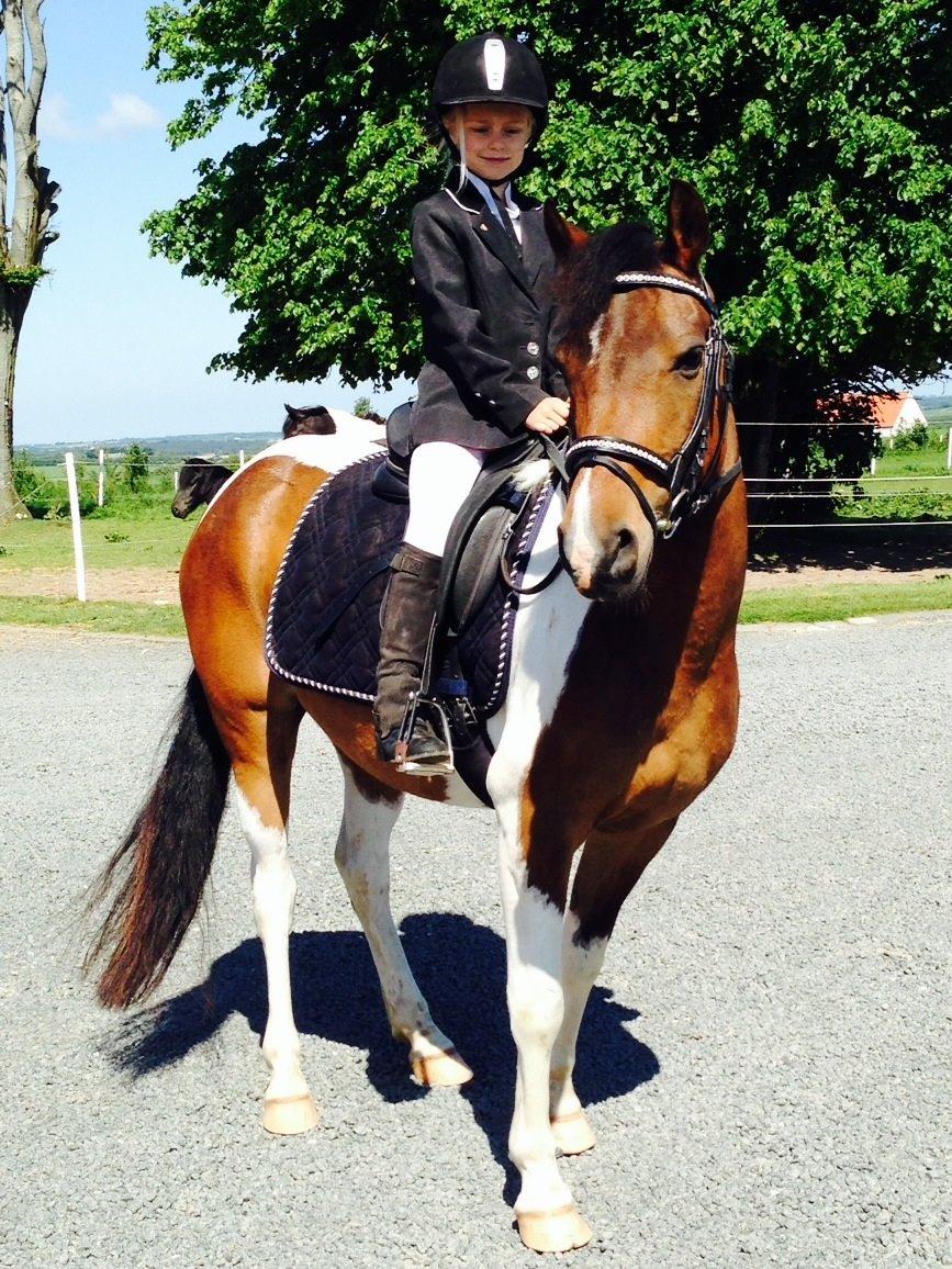 Anden særlig race Armani  - På vej til dyrskue sommer 14 billede 12