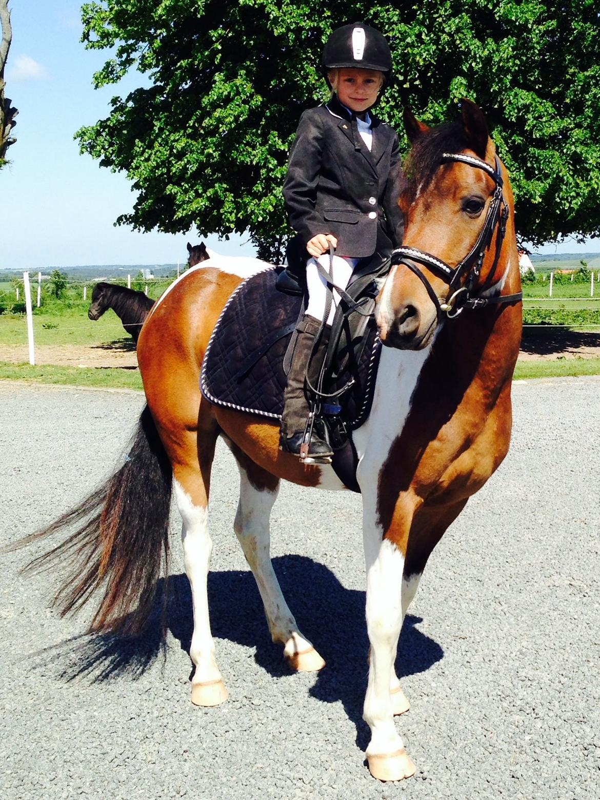 Anden særlig race Armani  billede 14