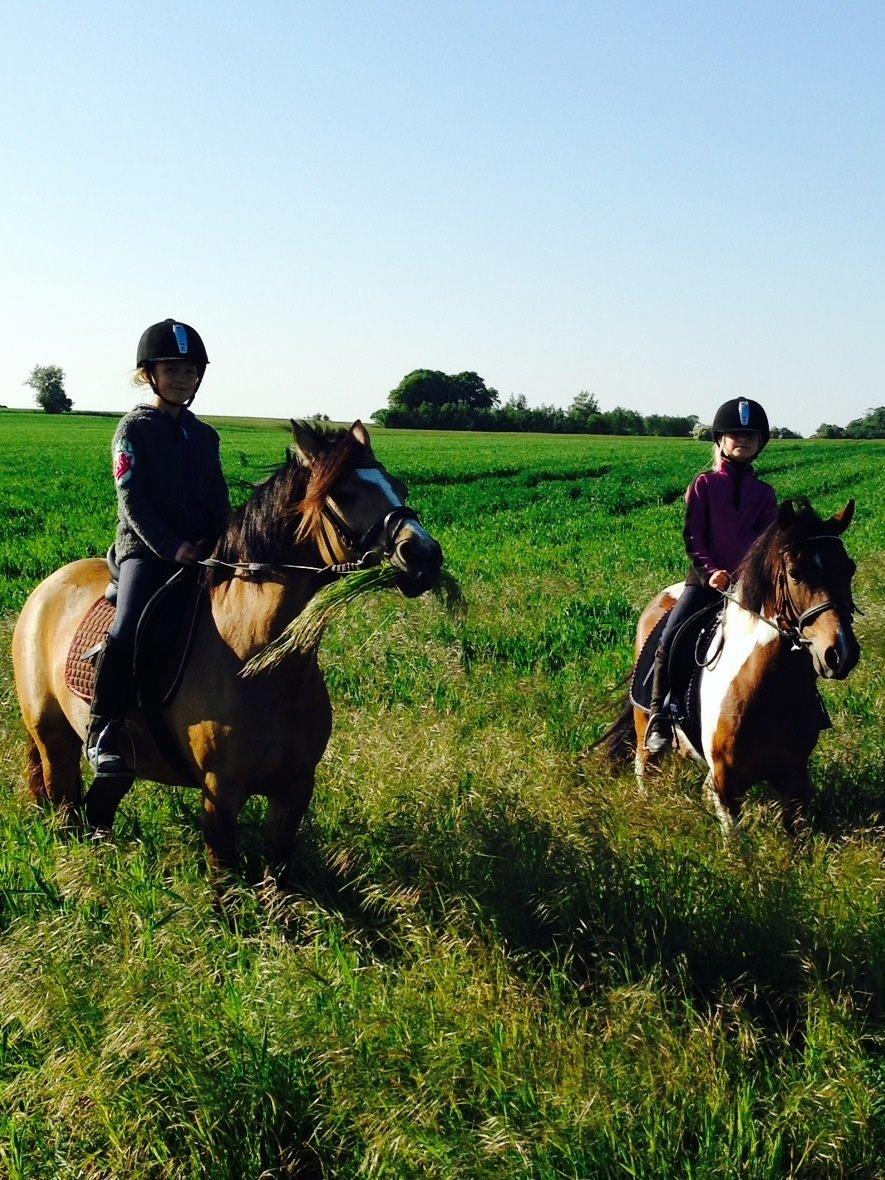 Anden særlig race Armani  - På tur sommer '14 billede 19