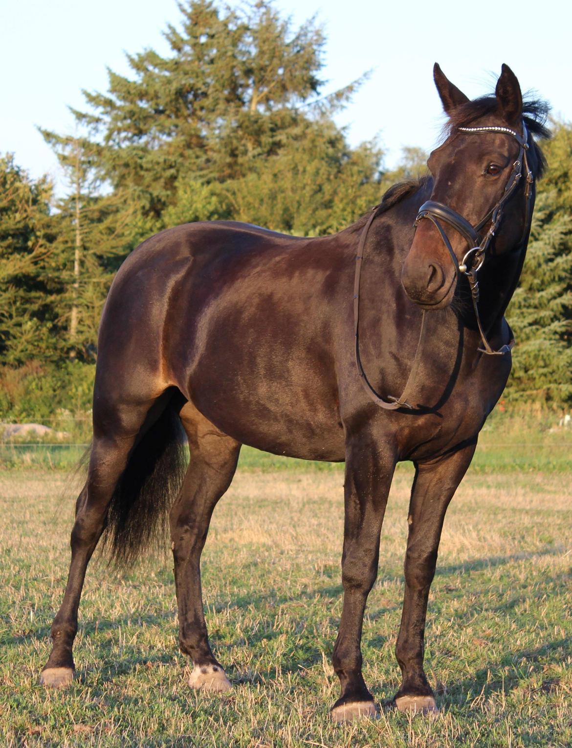 Oldenborg La&#180;vett - Smukke La&#180;vett i aftensolen:D billede 14