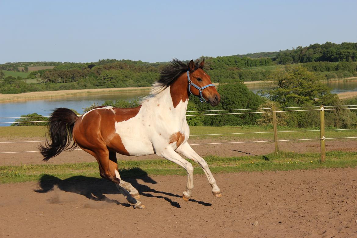 Pinto The indian boy billede 15