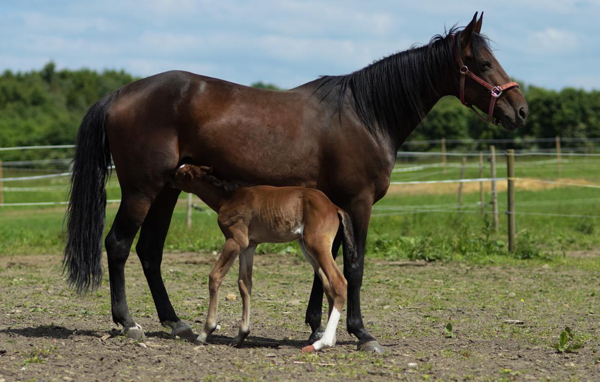 Traver Confetti Chase - 3 dage gammel. Foto: Franco Hansen billede 6